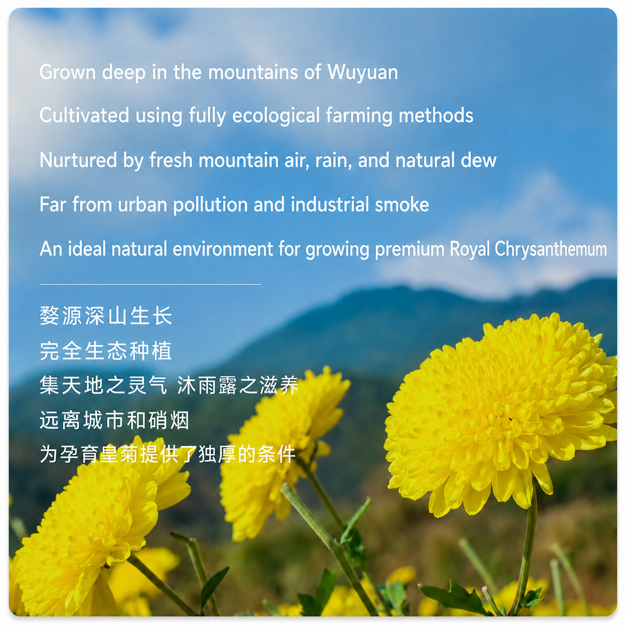 Wu Pai Tea Premium Chrysanthemum - Yellow Tin