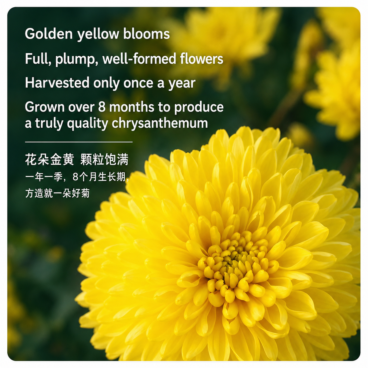 Wu Pai Tea Premium Chrysanthemum - Yellow Tin